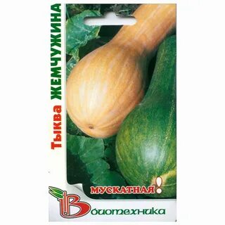 Мускатный сорт тыквы жемчужина