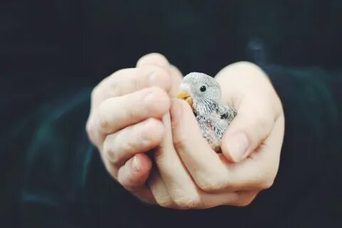 Bird in hand