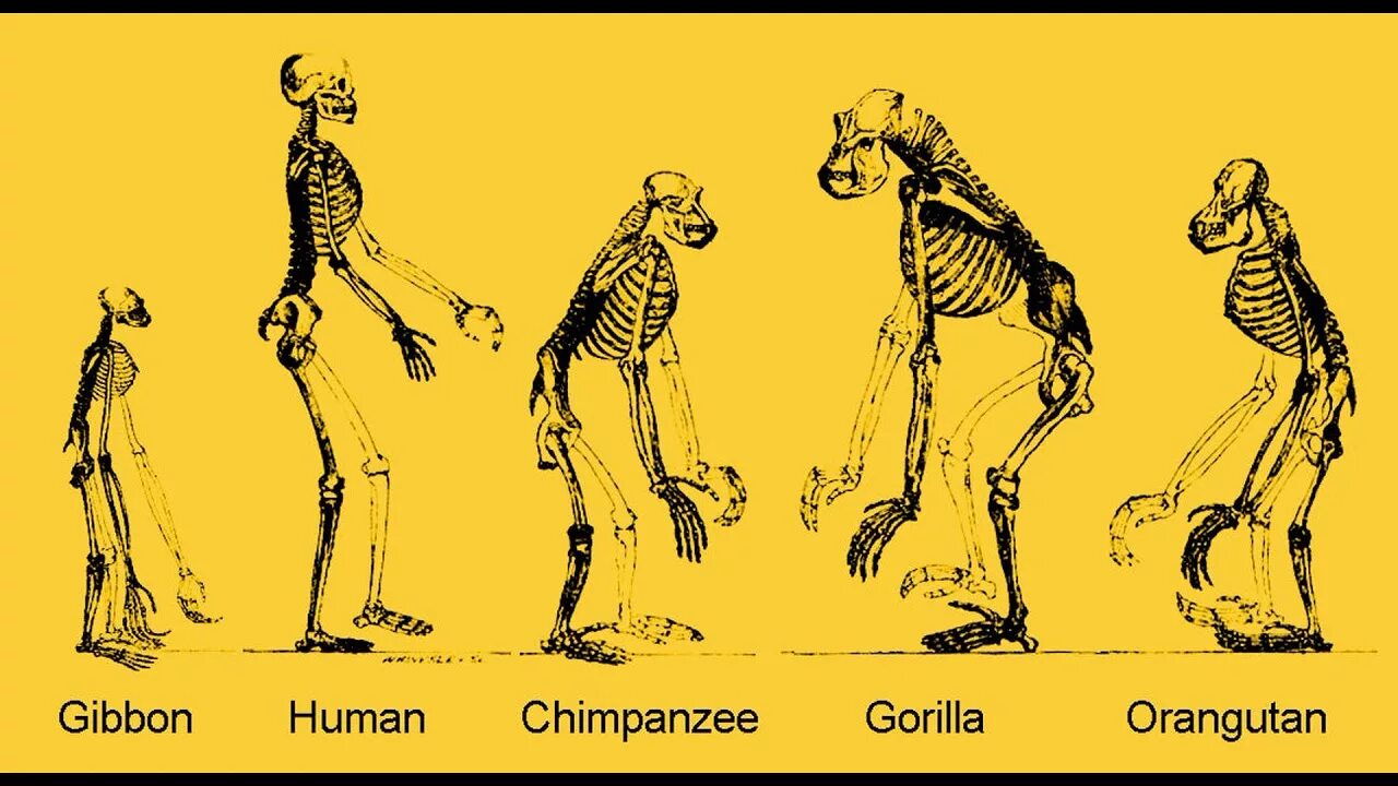 Мозг гориллы и человека. Скелет шимпанзе и человека сравнение. Скелет гиббона. Сходства скелета человека и обезьяны. Скелет примата.