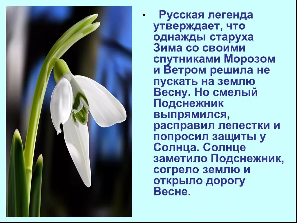 Текст описание про цветок. Сочинение на тему Подснежник. Легенда о подснежнике. Сочинение про Подснежник. Описание подснежника.