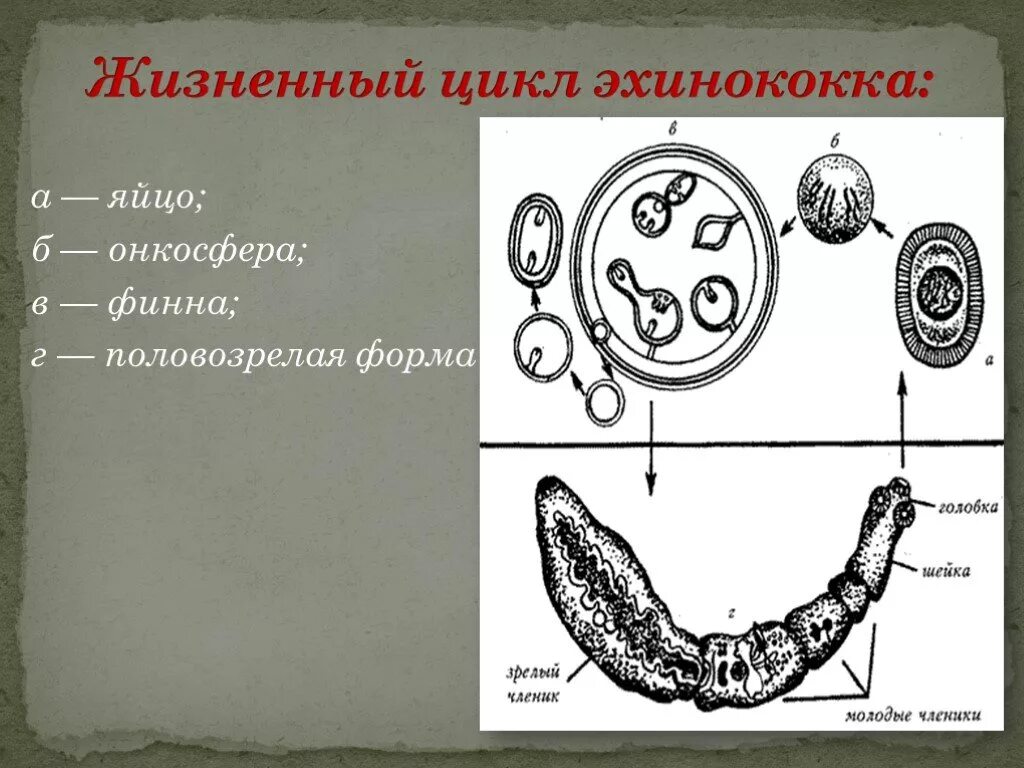 Онкосфера эхинококка. Финна альвеококка строение. Яйцо – онкосфера - Финна – Марита.. Echinococcus granulosus онкосфера. Яйцо с онкосферой