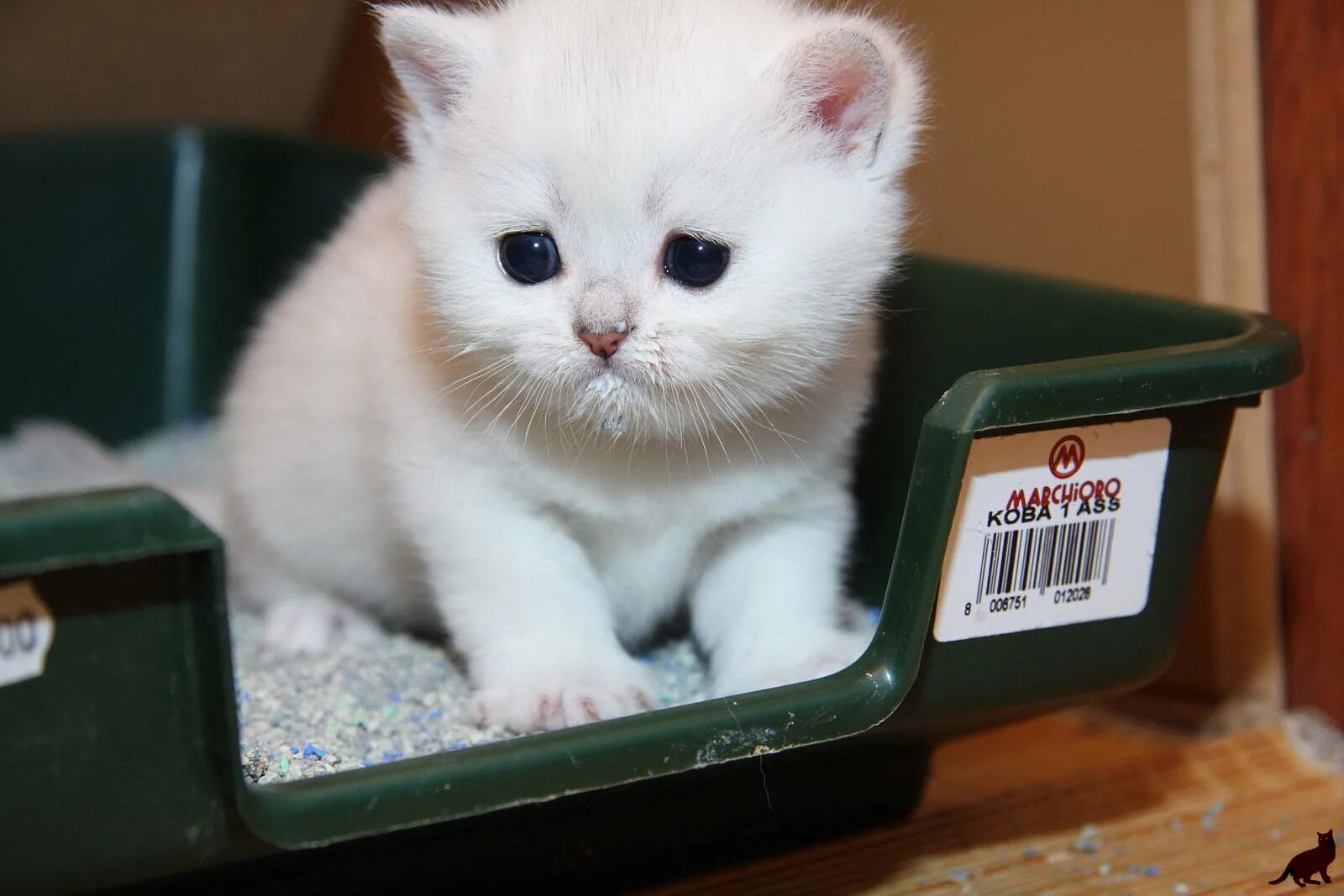 Котенок ходит в горшок