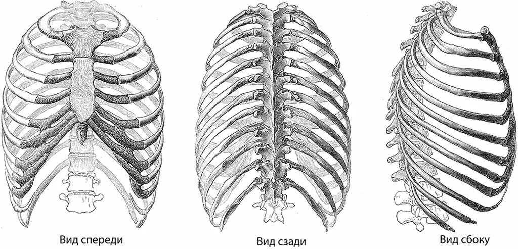 Позвонки ребра и Грудина анатомия. Грудная клетка ребра Грудина грудные позвонки. Скелет грудной клетки человека вид спереди.