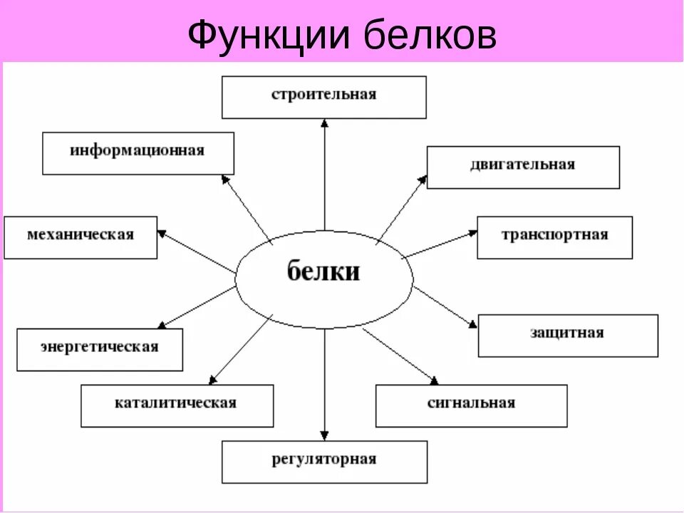 Белки выполняющие двигательную функцию. Биология функции белков схема. Функции белка схема. Строение и функции белков схема.