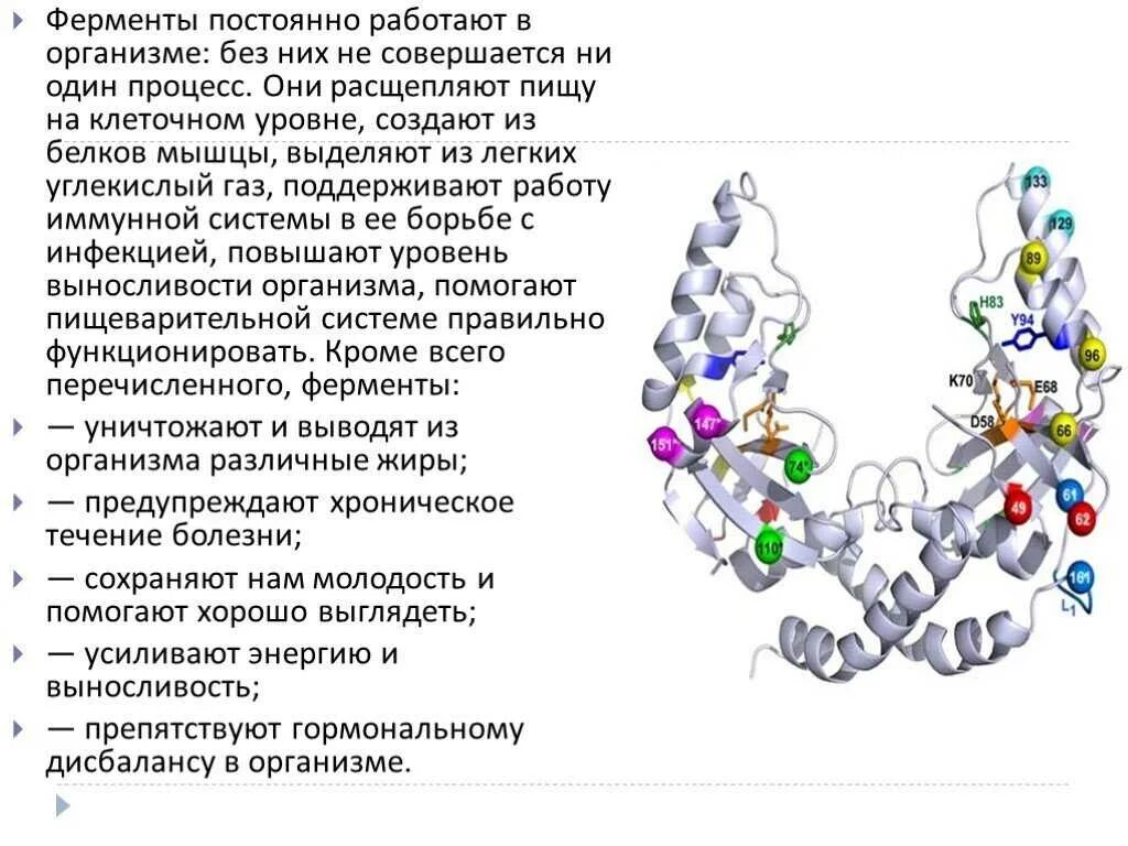 Амилаза нахождение в организме. Ферменты. Ферменты это. Ферменты презентация.