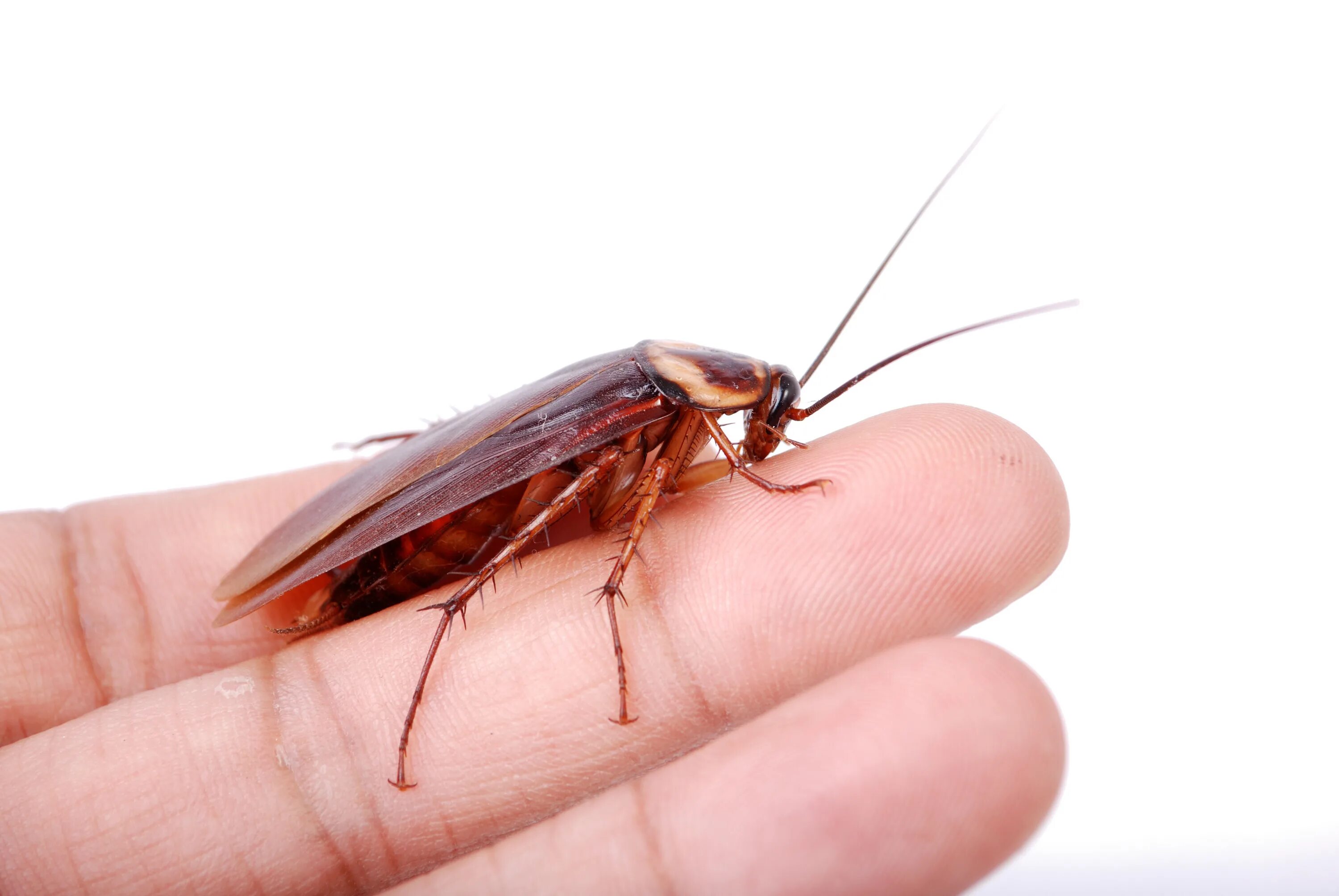 Cockroach