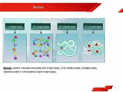 Структурные признаки белков