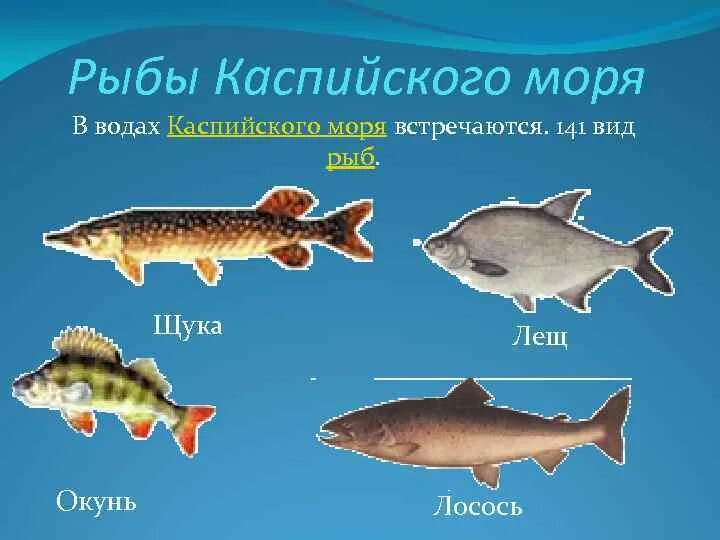 Рыбы Каспийского моря. Промысловые рыбы Каспийского моря. Краснокнижные рыбы Каспийского моря. Рыба обитающая в Каспийском море. Какая рыба водится в каспийском