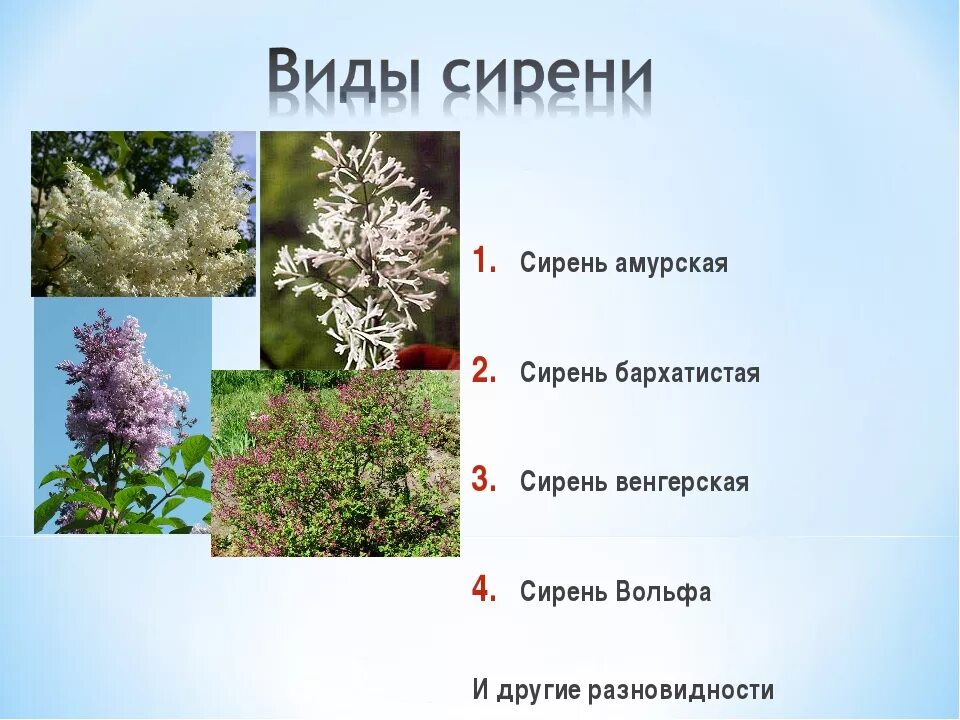 Сирень кроссворд. Загадка про сирень. Загадка про сирень для детей. Загадка про сирень для дошкольников. Сирень для дошкольников.