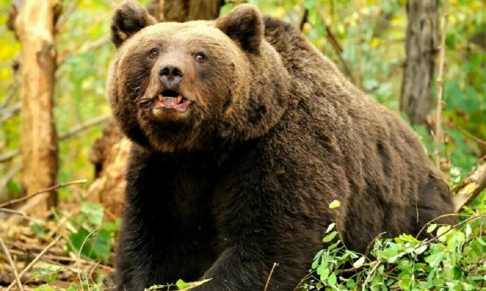 Бурый медведь. Гризли. Тибетский бурый медведь. Бурый медведь Грузии.