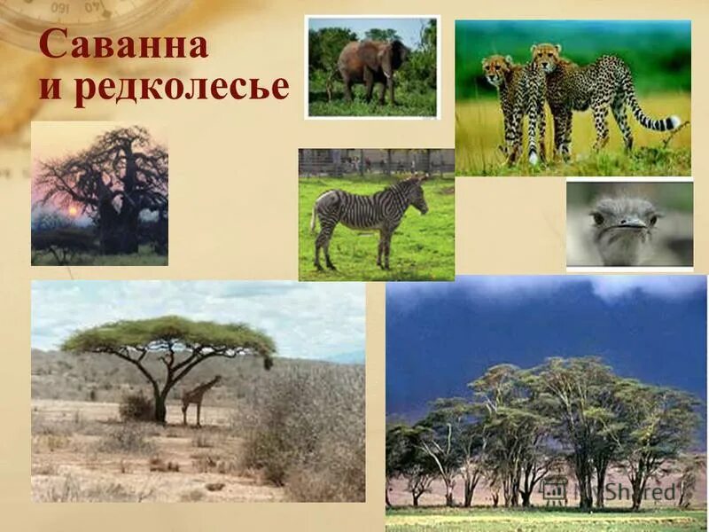 животные и растения саванны. саванны и редколесья африки животные. саванны и редколесья растения. жираф саванны африки. гвинея бисау саванна.