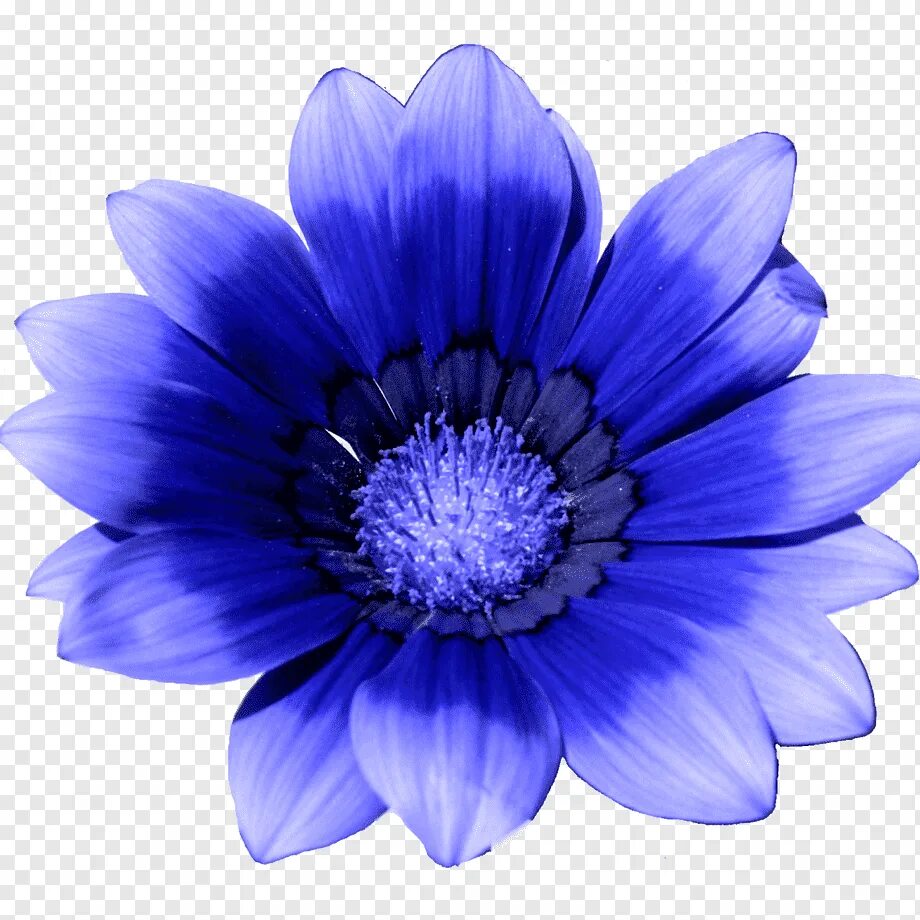 Синие картинки распечатать. Синие цветы. Синие цветы на белом фоне. Голубые цветы названия. Синие цветочки на белом фоне.