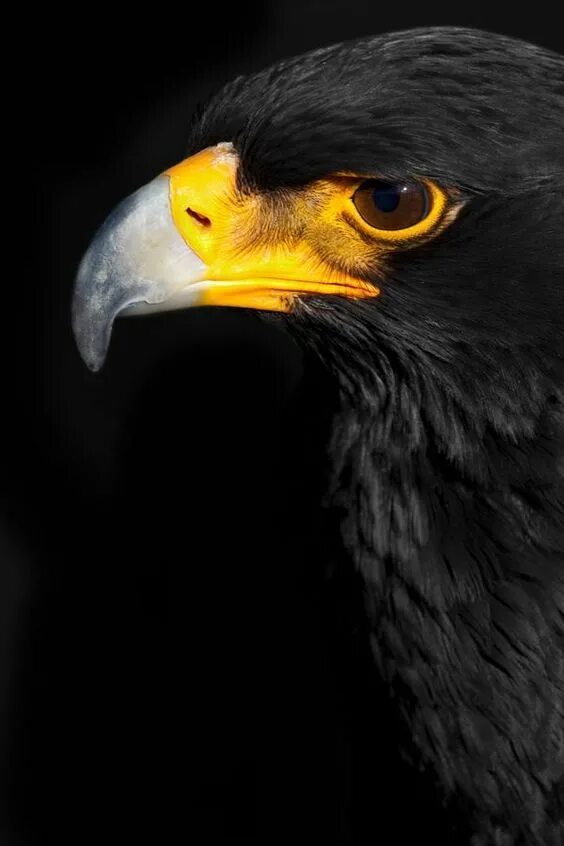 Как выглядит черный орел Pin by Carl Lunderstadt on Birds of Prey Eagles, Birds of prey, Eagle pictures
