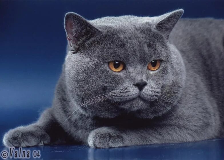 Pin af Véronique Peigney på Chatons
