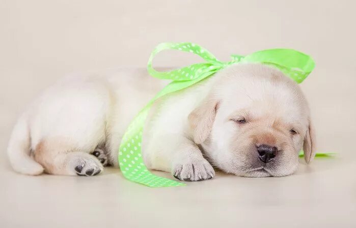 белая швейцарская овчарка щенки. собака м. щенки м. щенки вельш корги пемброк. мсобак.