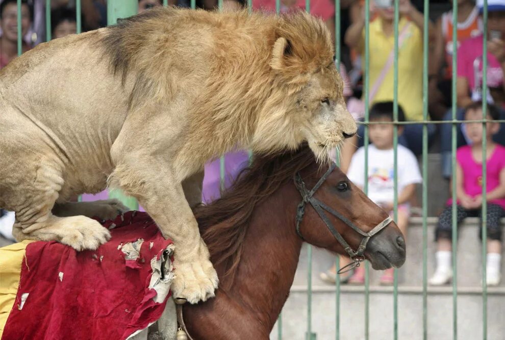 George stubbs monkey. Лошадь, атакуемая львом. Джордж стаббс лошадь атакованная львом. Гибрид льва и лошади. Смесь лошади и льва.