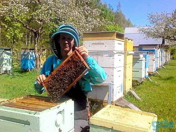 Пчелопакеты купить московская. Пчелопакеты. Пчелопакеты картонные. Пчелохозяйство Глебовых пчелопакеты. Пчелопакеты Узбекистан.