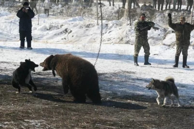 Охотник терпеливо натаскивал. Притравка собак Фирсановка. Притравка собак в Якутии на медведя. Притравка охотничьих собак.