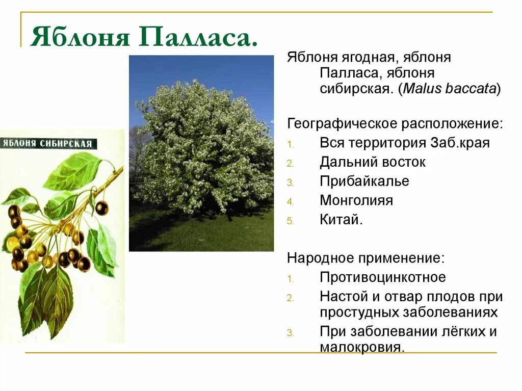 Яблоня жизненная форма. Яблоня жизненная форма