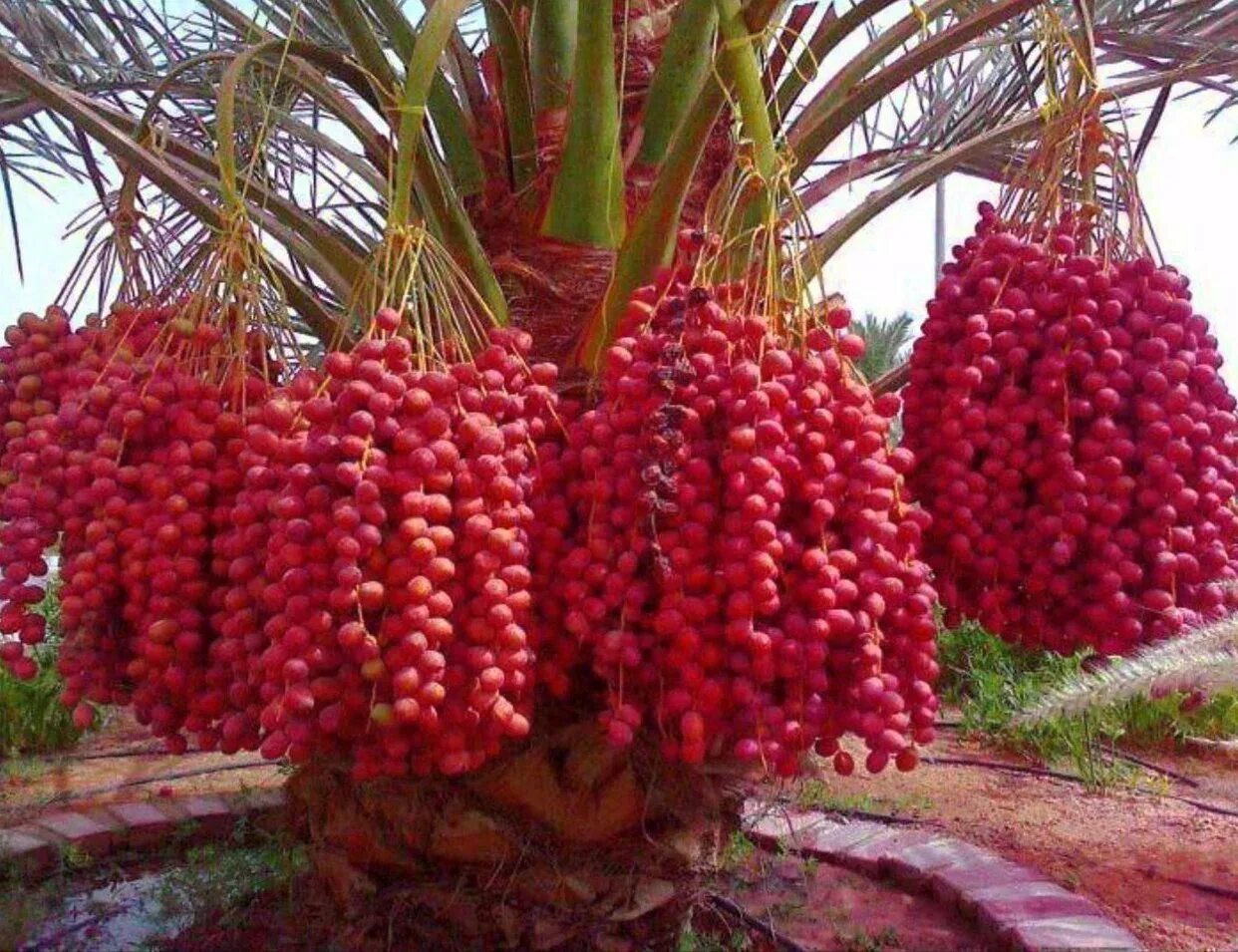 Пальма какой фрукт
