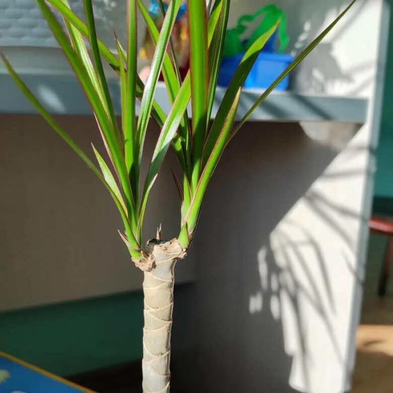 драцена уход обрезка. драцена стимуляция ветвления. драцена уход обрезка. драцена кривая. драцена уход обрезка.