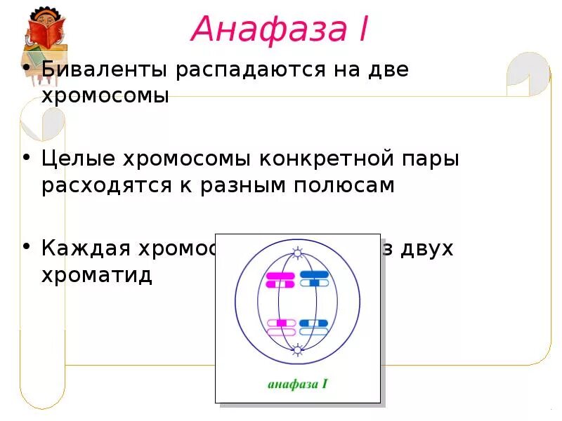 Образуются биваленты. Биваленты. биваленты в мейозе это. биваленты распадаются. биваленты егэ.