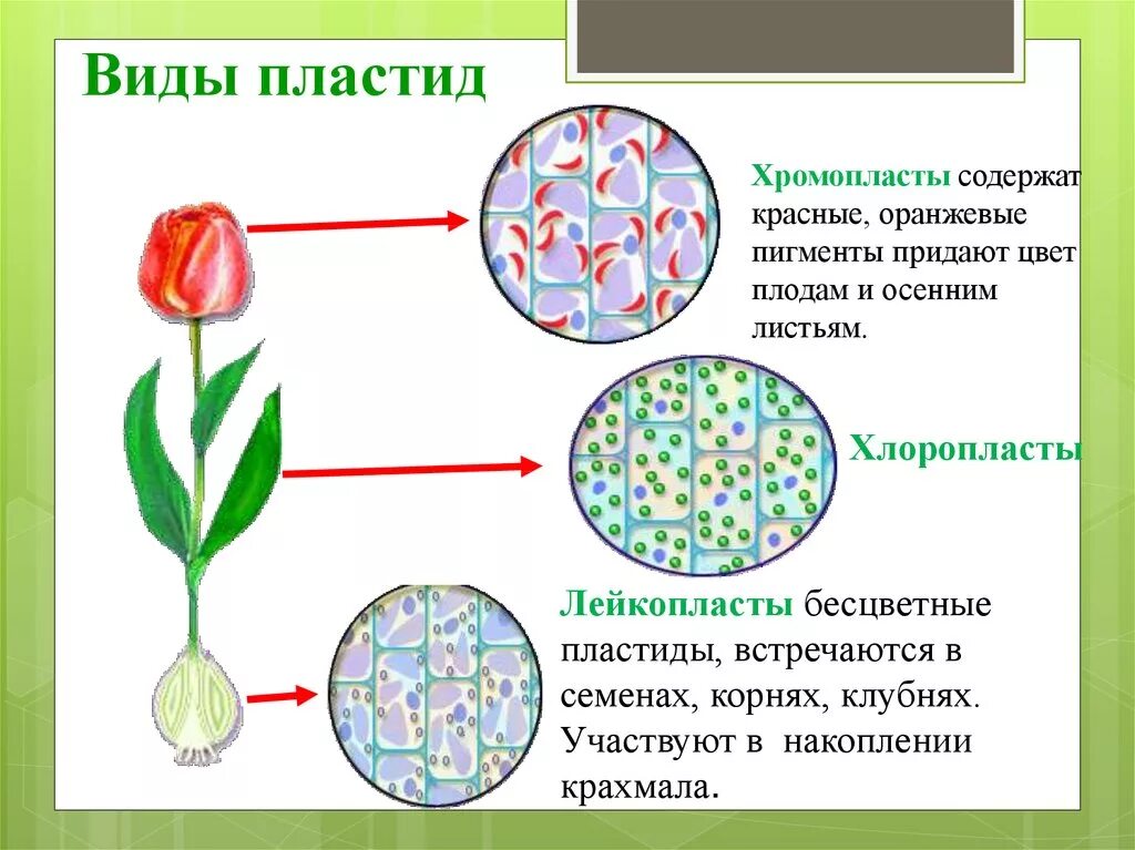 Пластиды хлоропласты хромопласты лейкопласты. Структура строение функции пластиды. Пластиды хлоропласты хромопласты лейкопласты рисунок. Строение клетки пластиды. Какая функция пластид