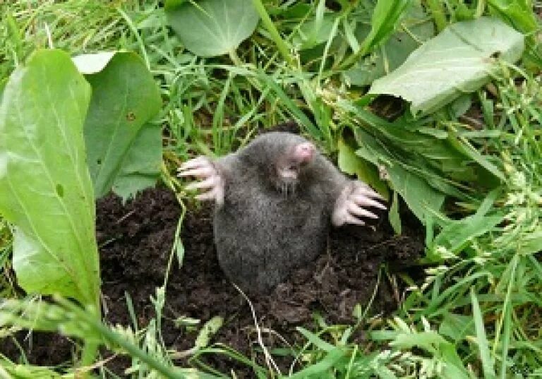 кроты на участке. крот садовый. крот медведка землеройка. крот обыкновенный. восточноамериканский крот.