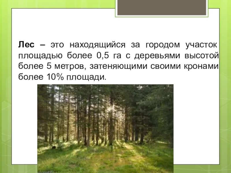 Разнообразие лесов России. Зоны тайги смешанных и широколиственных лесов. Вывод разнообразие лесов России. Леса России презентация Тайга. Географическое широколиственных лесов в россии