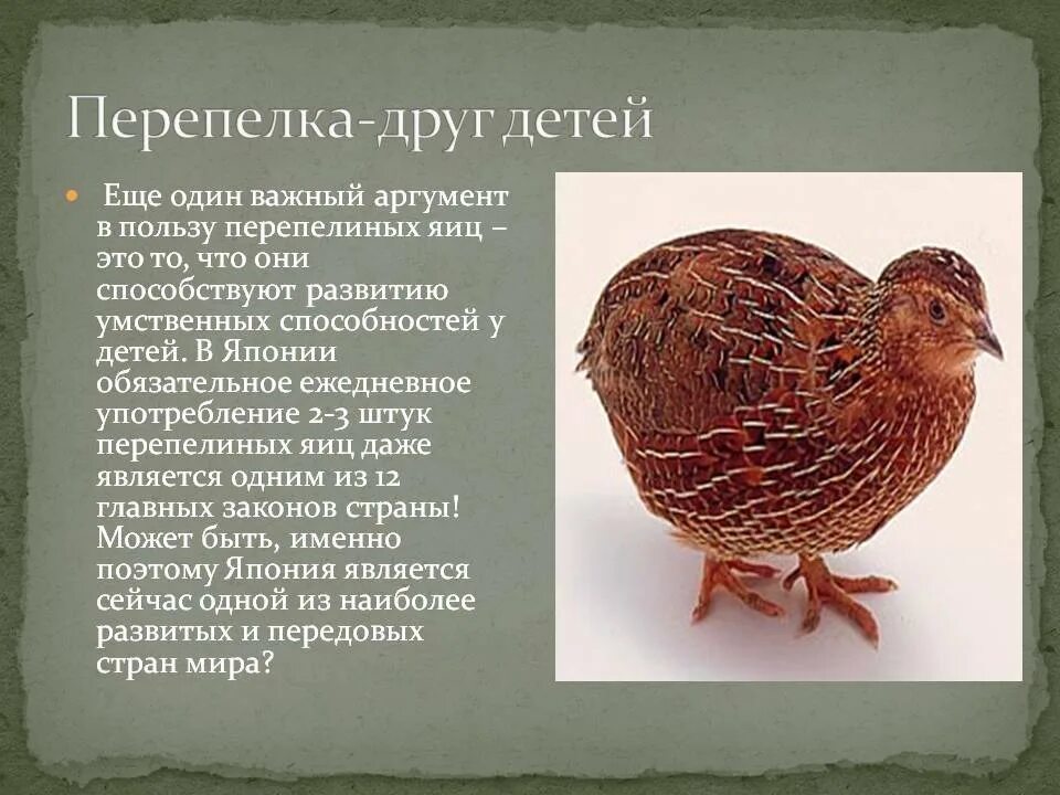 Почему перепелка несет. Перепел информация. информация перепелка. интересные факты о перепелах. информация о птице перепел.