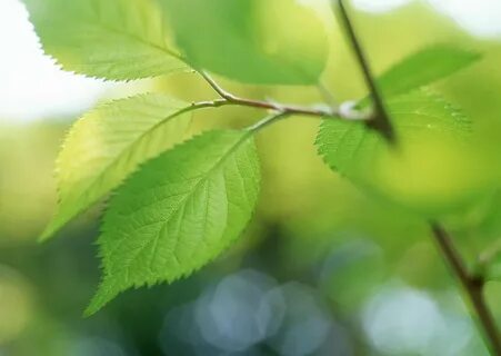 New leaves