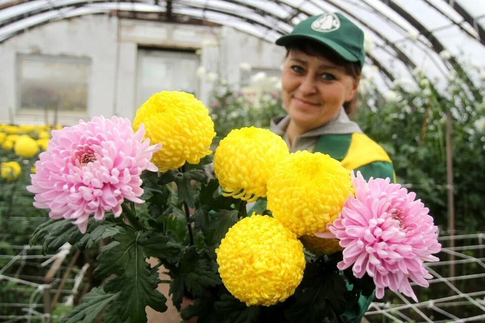 Хризантемы рассада купить. Хризантемы низкорослые шаровидные. Хризантемы одноголовые оранжерея. Хризантемы шаровидные одноголовые.