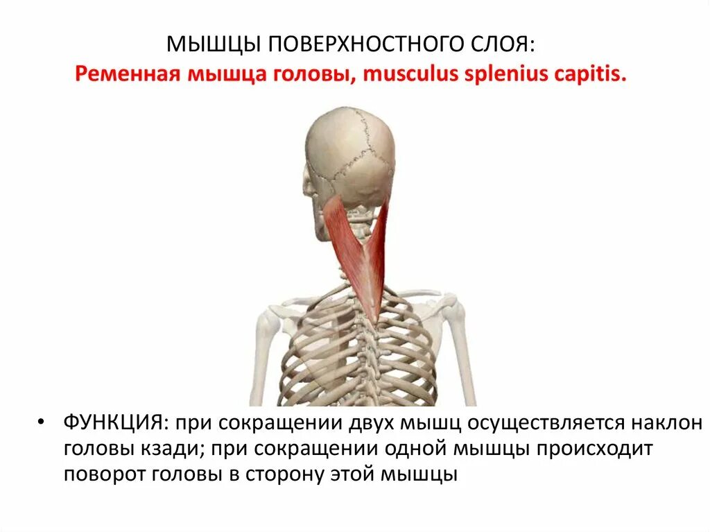 Ременная мышца шеи функции. Ременная мышца шеи иннервация. Ременная мышца головы функции. Ременная мышца головы и шеи анатомия.