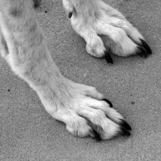 Foot dogs