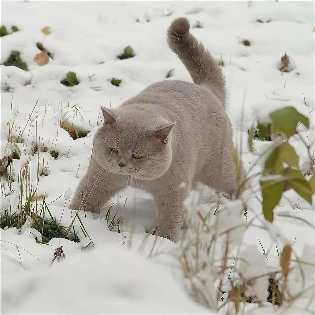 Мартовская кошечка. Мартовская кошка. Кошка зима. Кот в снегу. Котенок в снегу.