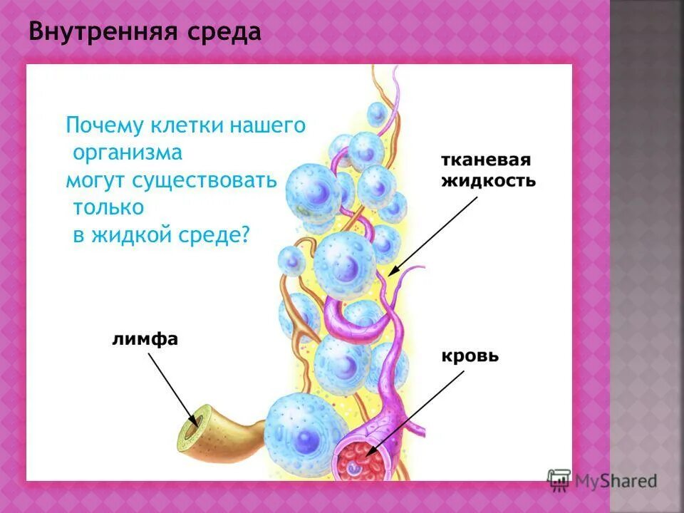 Образует внутреннюю среду клетки