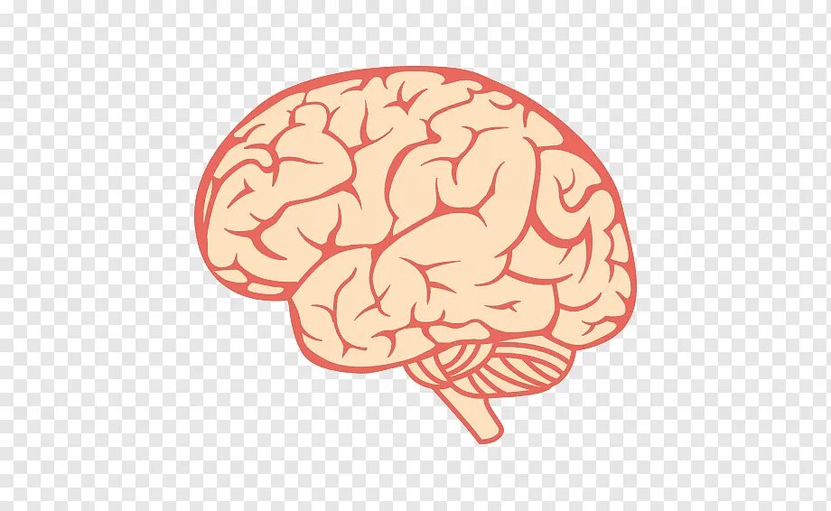Мозг картинки для презентации. Мозг рисунок. Мозг векторное изображение. Прозрачный мозг.