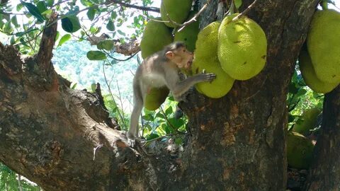 Monkey fruits