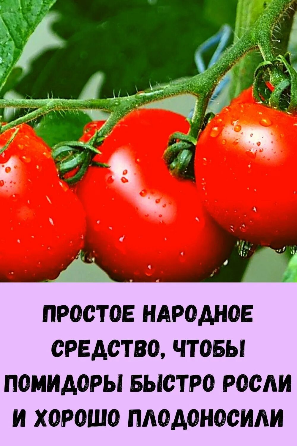 Чтоб помидоры росли. Чтобы помидоры росли быстрее. Томаты плодоносят. Народные средства для помидоров. Для покраснения томатов.