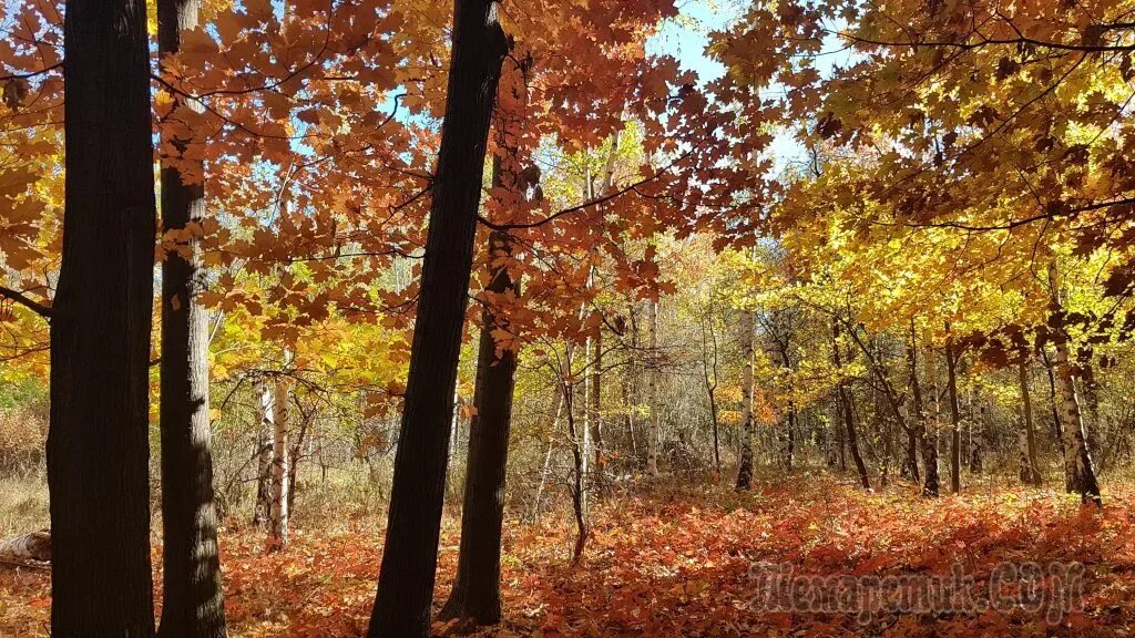 Тема прогулка в осенний лес. Экскурсия в осенний лес. екскурсия в осеннем лесу. экскурсия по осеннему лесу. экскурсия в осенний лес картинка.