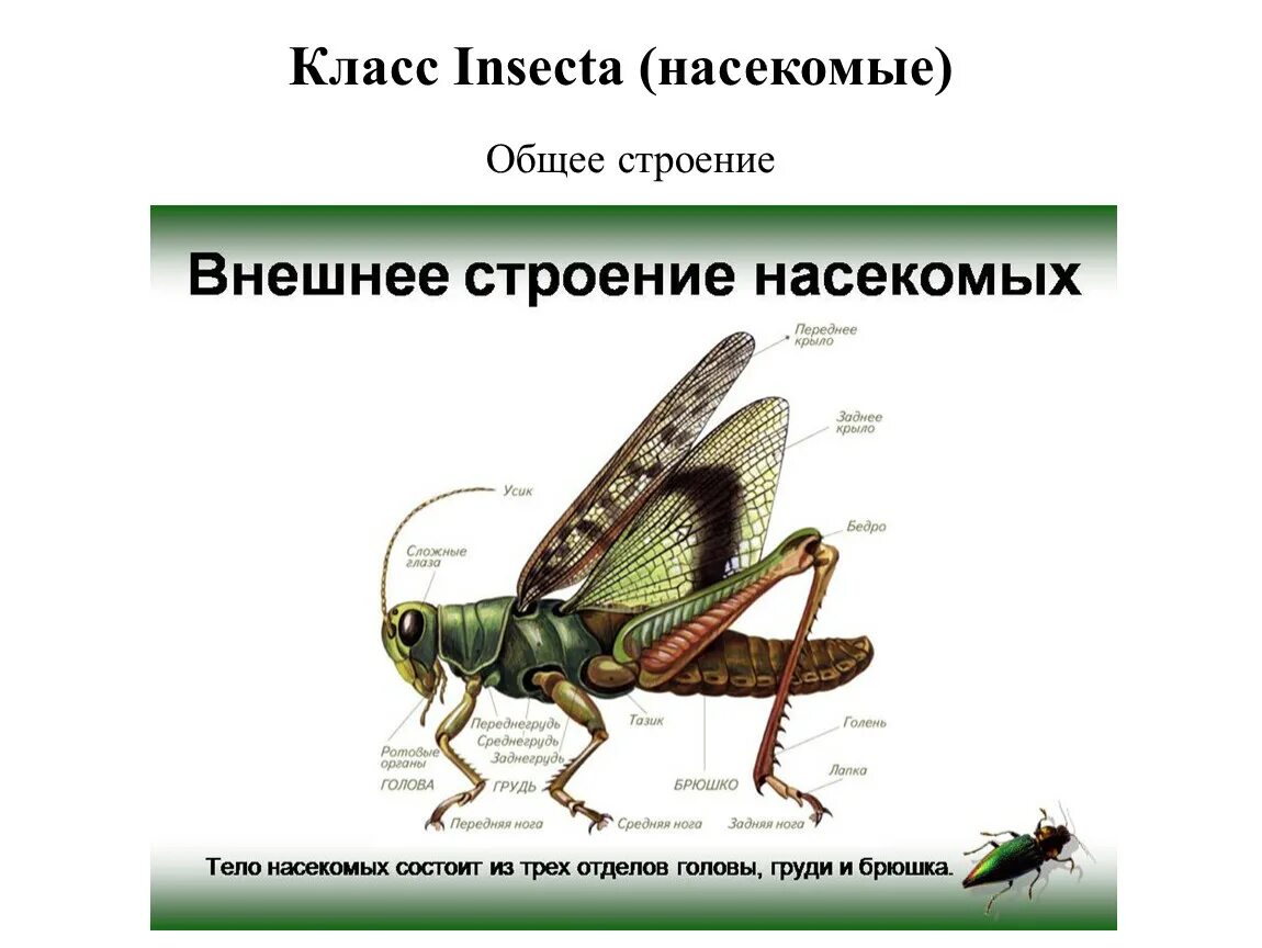Выберите три представителя класса насекомых. Внешнее строение насекомых. класс насекомые строение. класс насекомые строение тела. особенности строения насекомых.