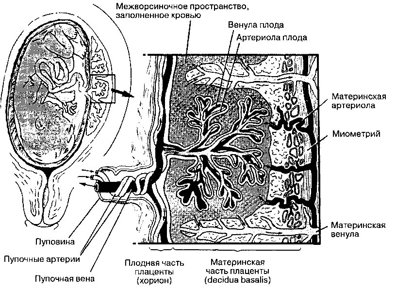 Что такое плацента и какова ее функция. Строение плаценты материнская и плодная часть. плацента анатомия материнская часть. плодная и материнская часть плаценты гистология. терминальные ворсины плаценты гистология.