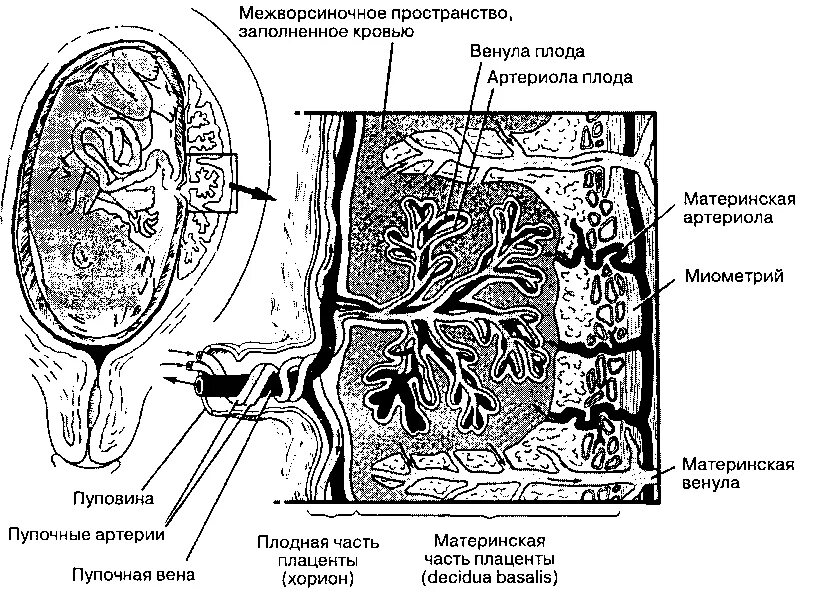 Что такое плацента и какова ее функция. Строение плаценты материнская и плодная часть. Плацента анатомия материнская часть. Плодная и материнская часть плаценты гистология. Терминальные ворсины плаценты гистология.