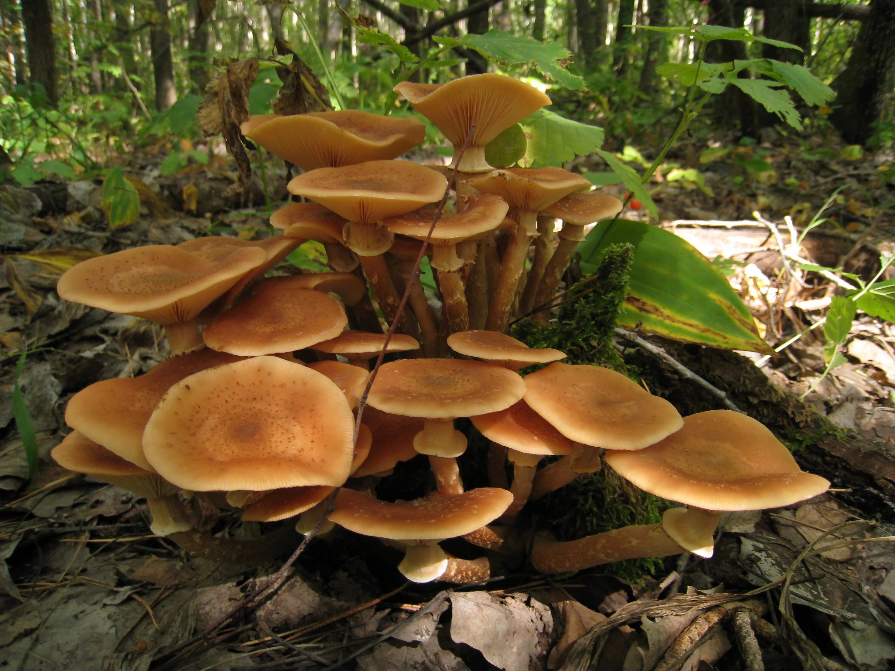 Как выглядят грибы опята. Опенок осенний луговой. опёнок осенний (armillaria mellea). осенние опята ложные. осенние опята (настоящие) (armillaria mellea).
