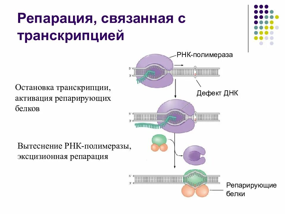 Транскрипция мутация. Репарация ДНК схема процесса. Процесс репарации ДНК схема. Репарационные механизмы ДНК. Внутриядерной системы репарации ДНК.