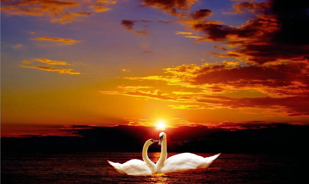 парень и девушка с крыльями. два крыла и ближе ты. у каждого из нас два крыла. птица солнца. красивая природа с лебедями.