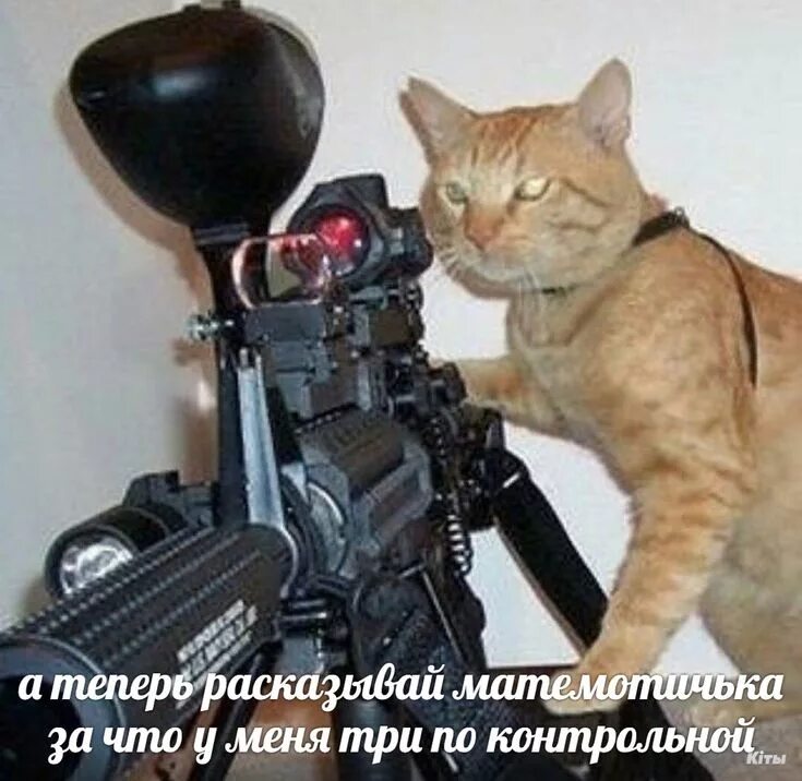 Кот с оружием мем автомат Funny cats, Cute cats and kittens, Cats