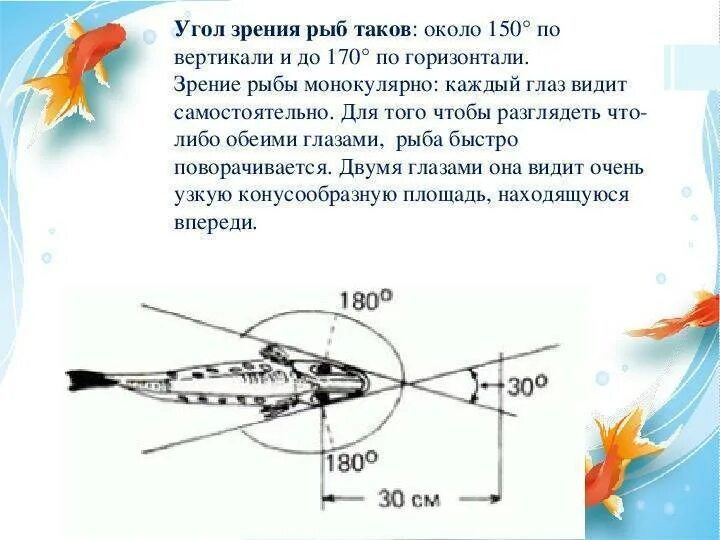 Угол зрения рыб. Органы зрения рыб строение. Зрение у рыб особенности. Зрение рыб характеристика. Какое значение имеют глаза у рыб