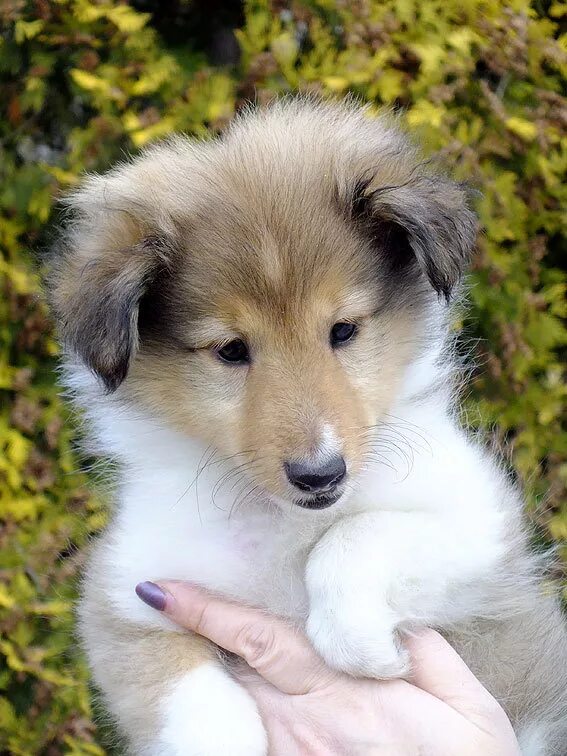 корги полицейский. корги в полиции. собака с выдвинутой челюстью. собачка нижняя. порода собак с выдвинутой нижней челюстью.