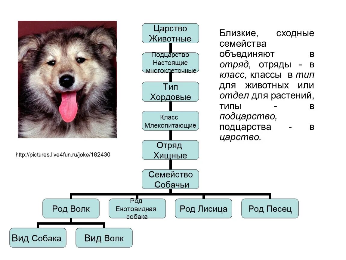 Животные 3 категории. Классификация собак Тип,отряд,класс,семейство, род. Классификация Тип отряд семейство род вид. Классификация животных Тип класс отряд семейство род вид. Классификация по биологии царство Тип класс отряд семейство род вид.